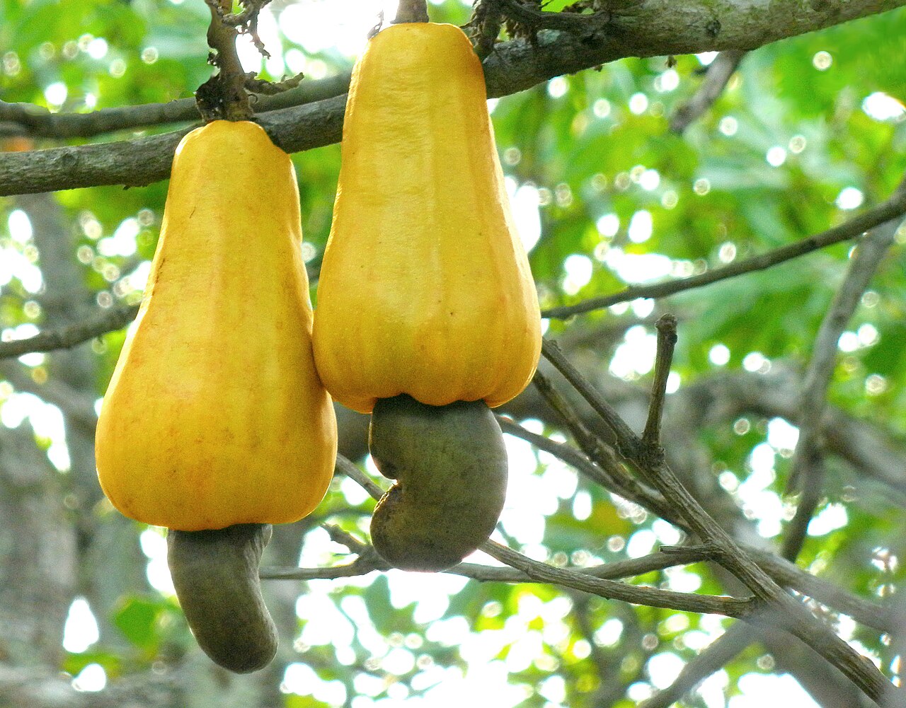 Dry Fruits & Nuts