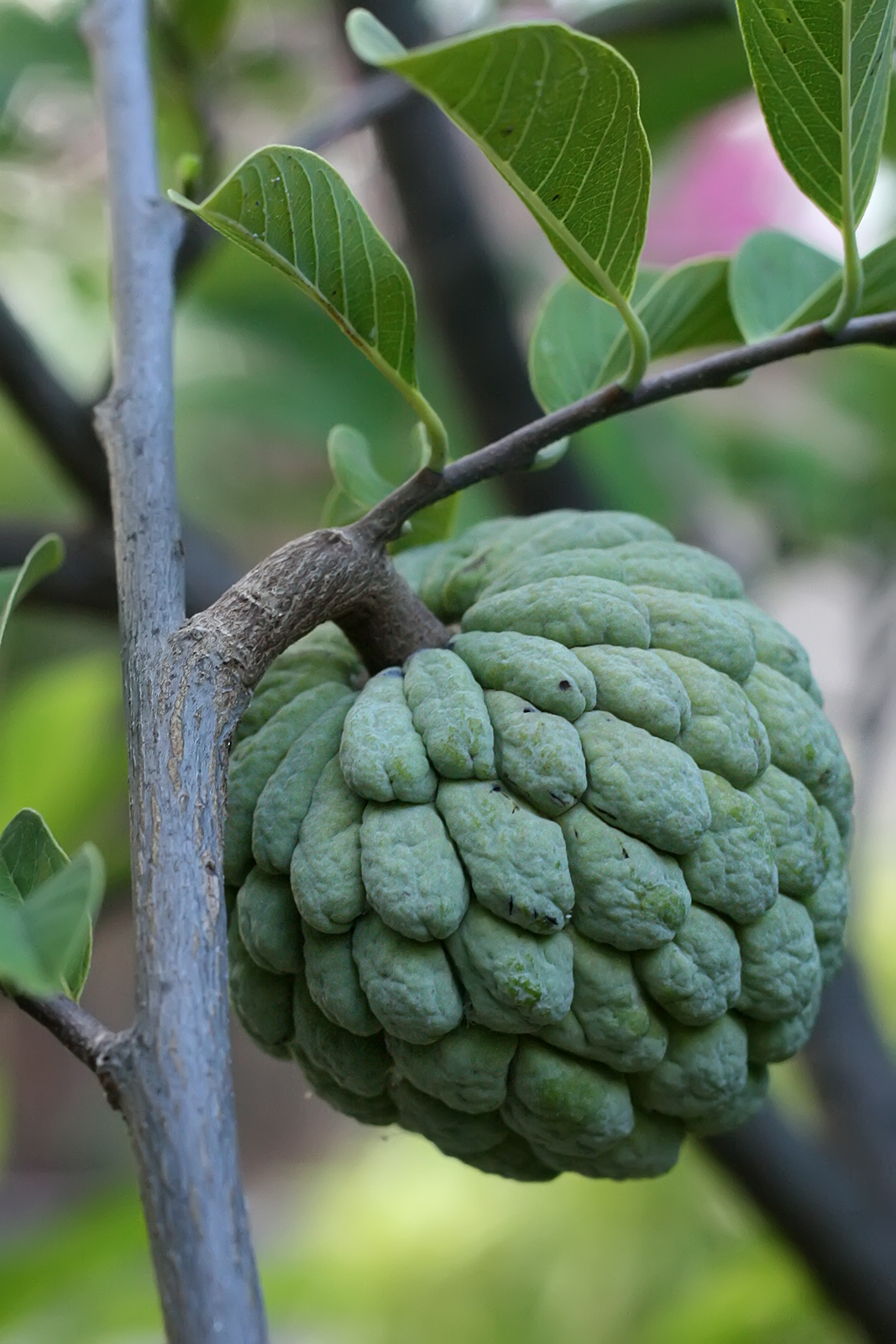Exotic Fruits