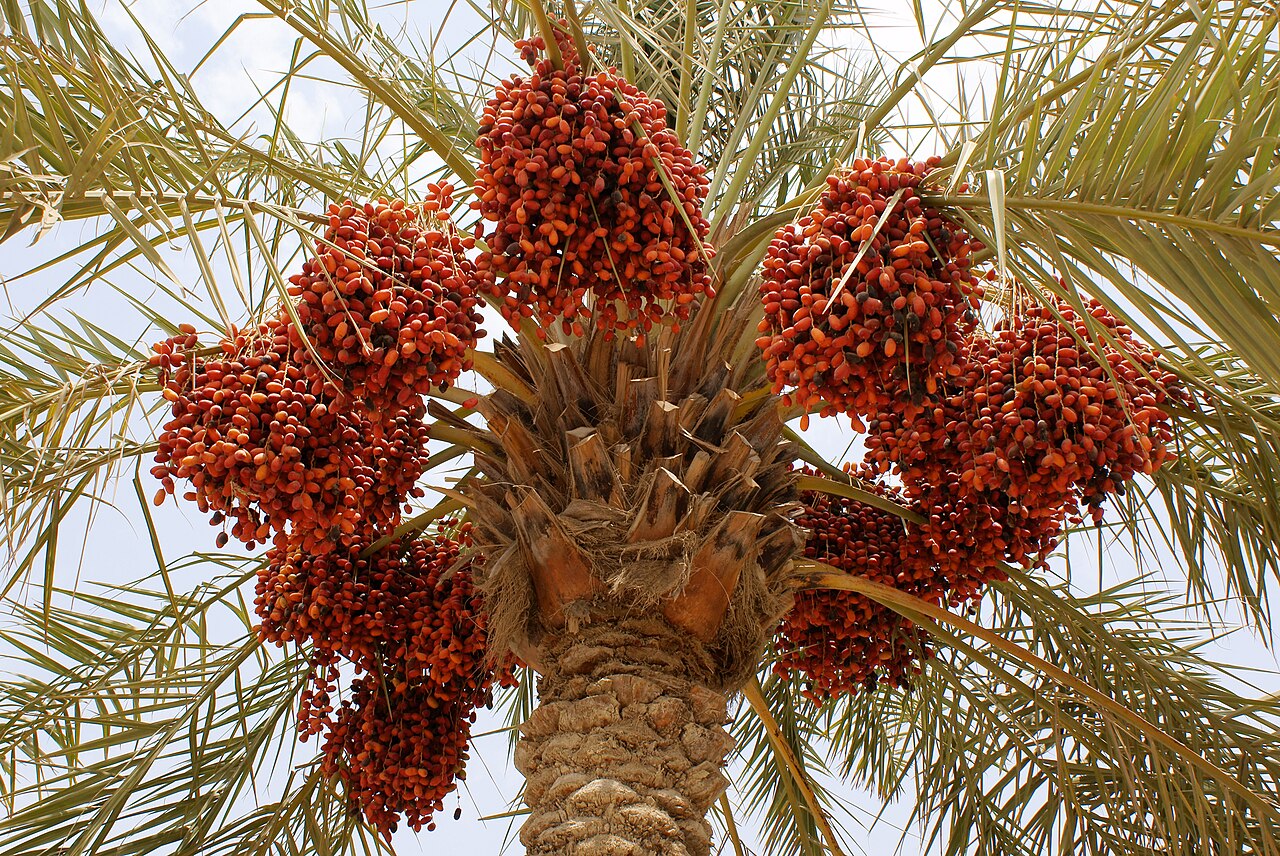 Medjool Dates